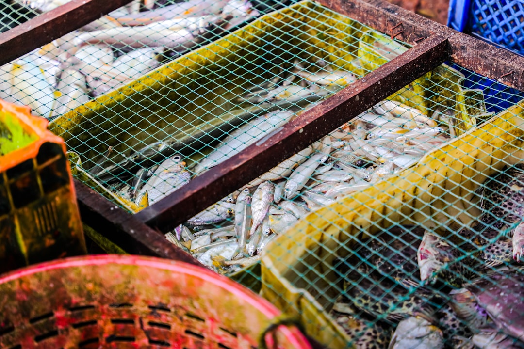 Photo Fish farm